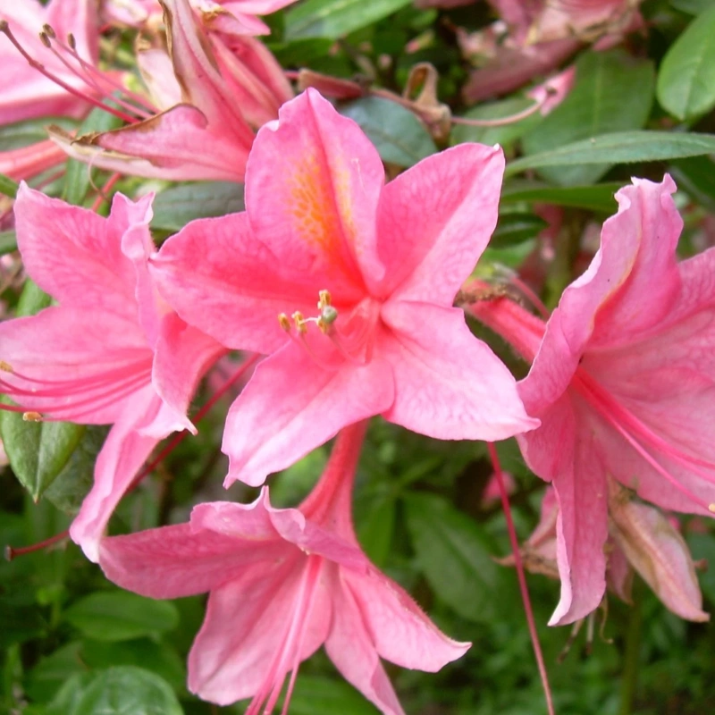 rhododendron jolie madam 30 40cm lonec