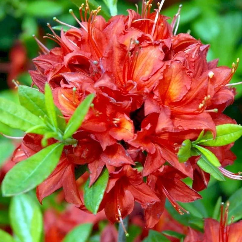 rhododendron satan 30 40cm lonec