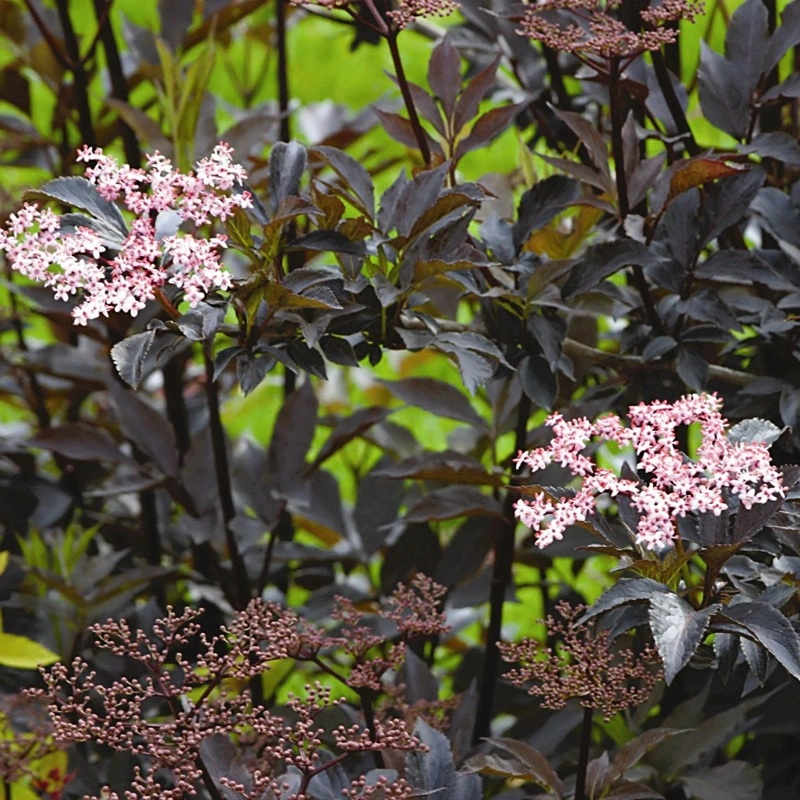 sambucus n. black beauty 60 80cm lonec