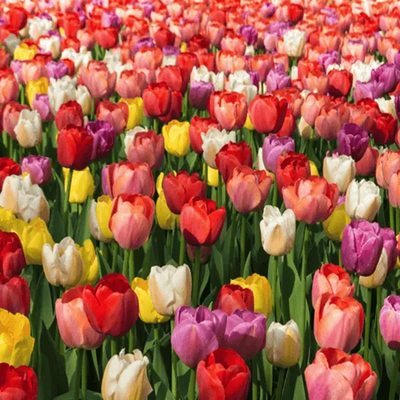 tulip