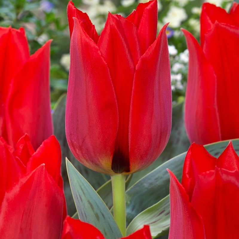 tulipan julius cesar
