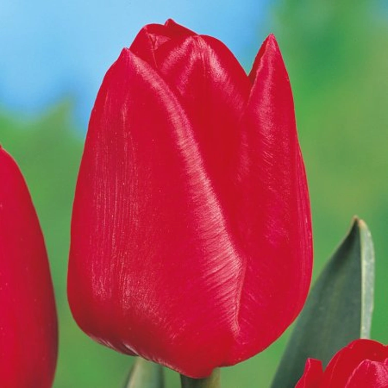 tulipan red