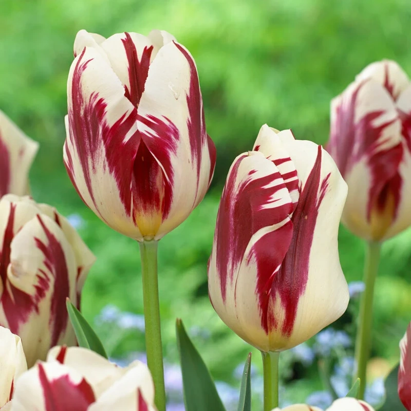 tulipanm grand perfection