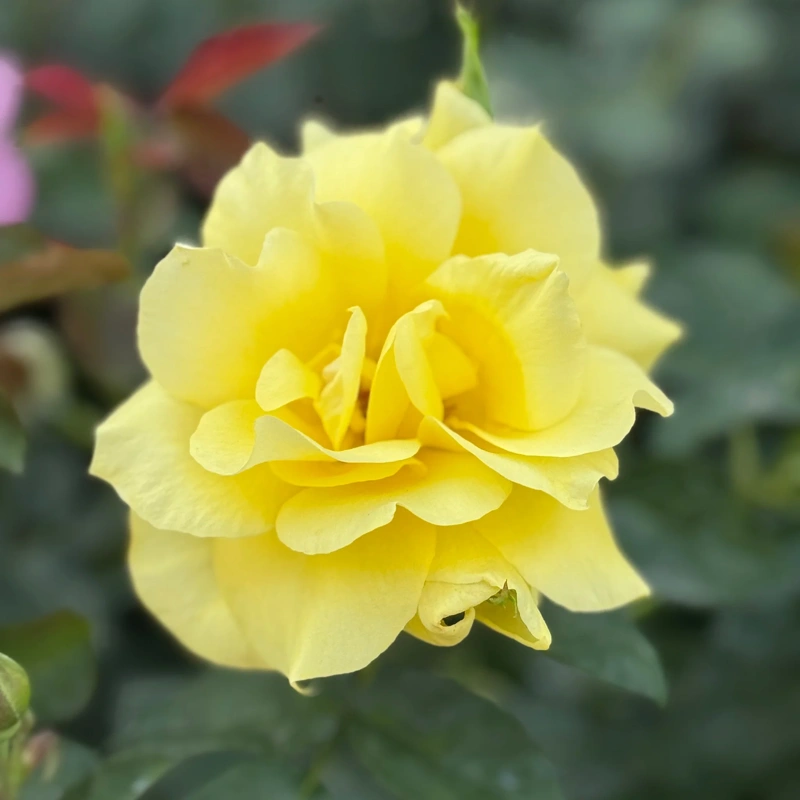 vrtnica pokrovna yellow fleurette lonec