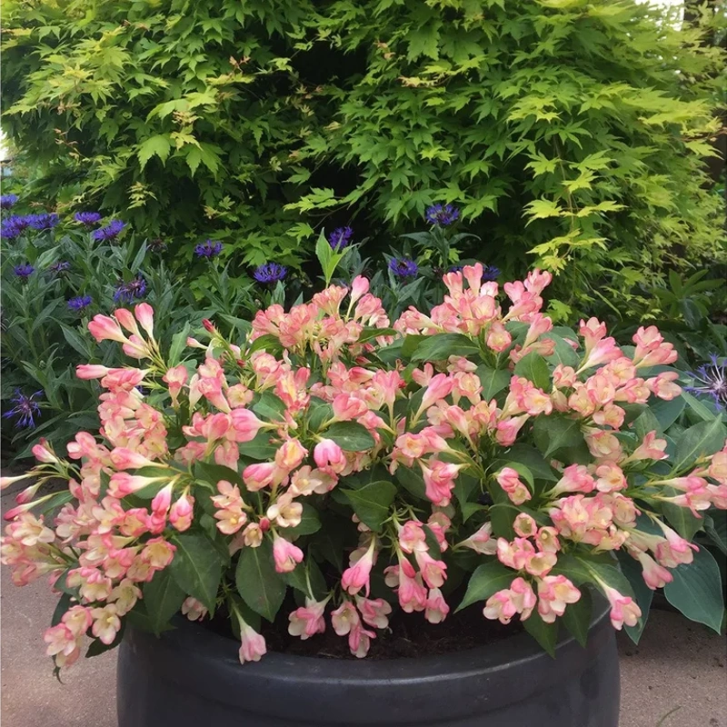 weigela all summer peach 20 40cm lonec