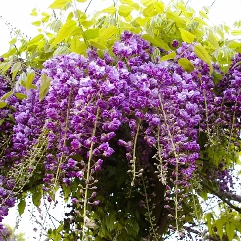 wisteria flo. violacea plena lonec