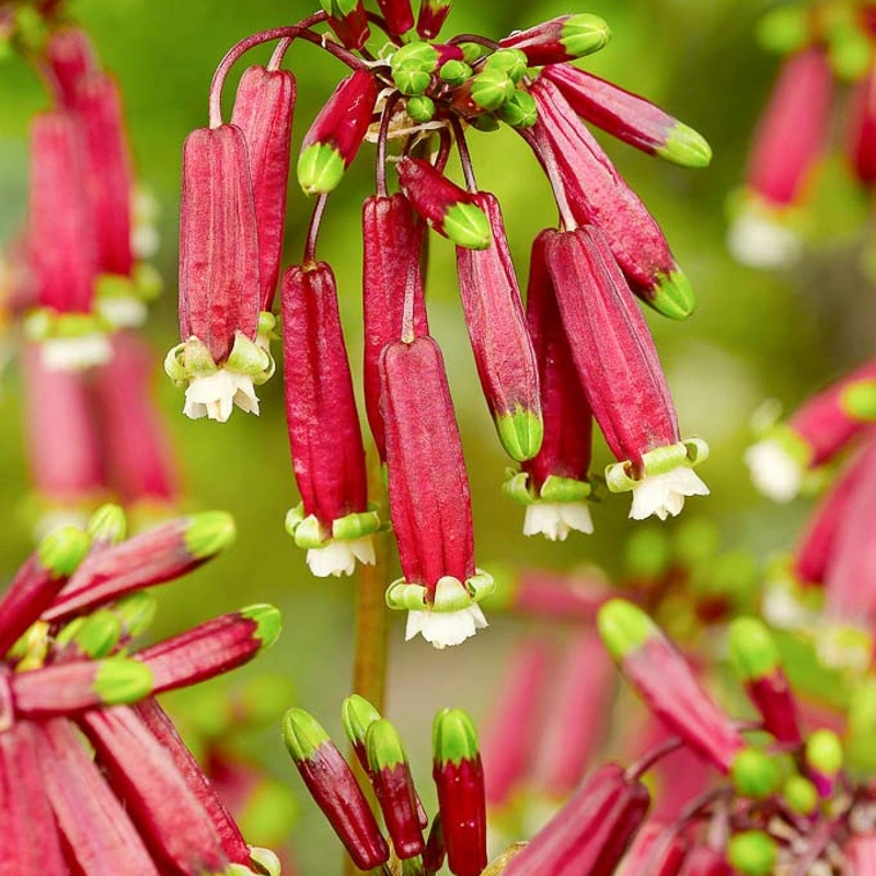 čebulice dichelostemma ida maia 15kom