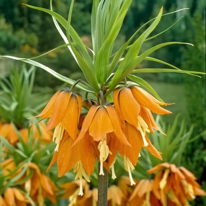 čebulice fritillaria aurora 1kom