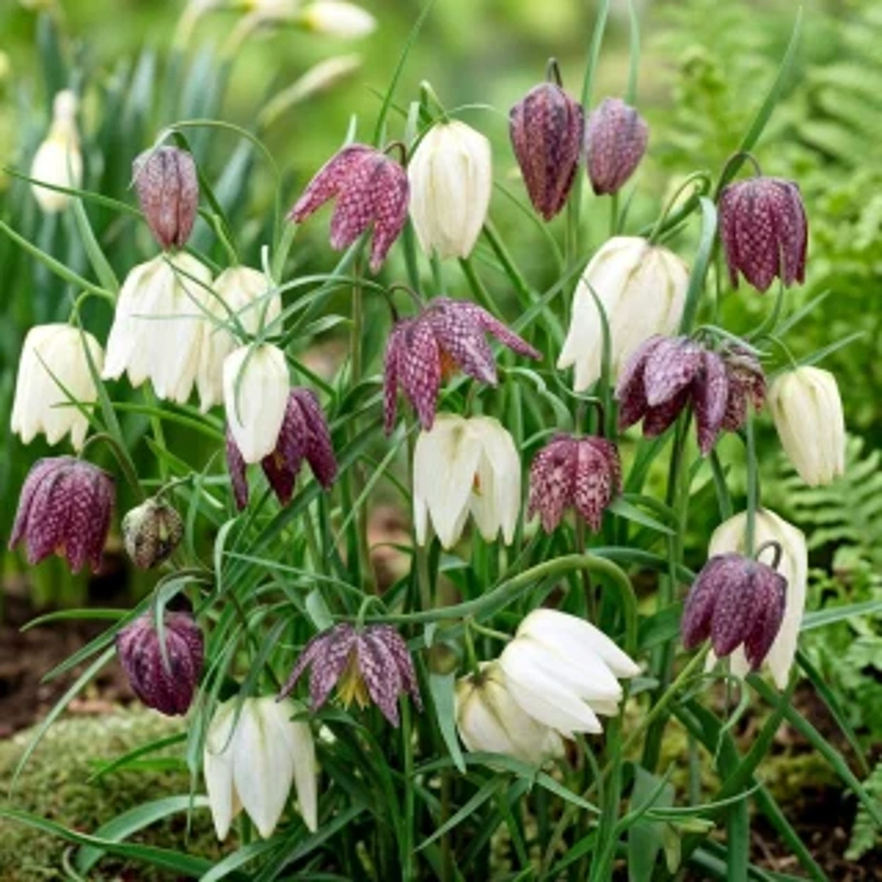 čebulice fritillaria meleagri 10kom