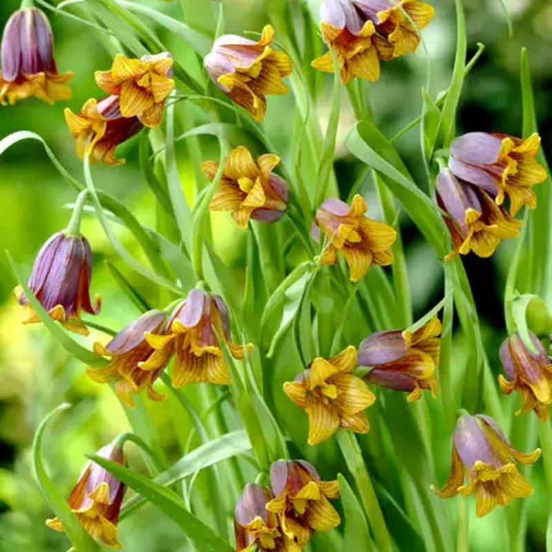 čebulice fritillaria uva vulpis 15kom