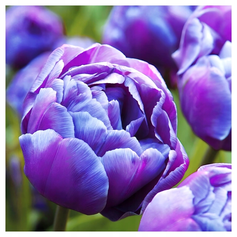 čebulice tulipan blue diamon 5kom