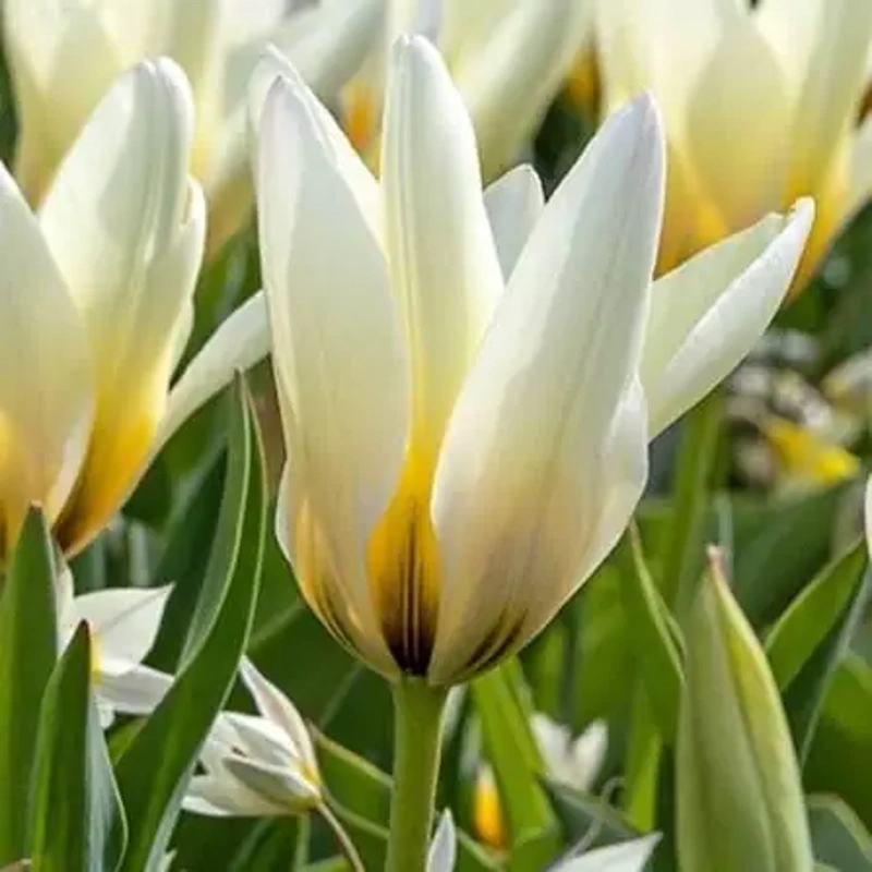 čebulice tulipan concerto 10kom