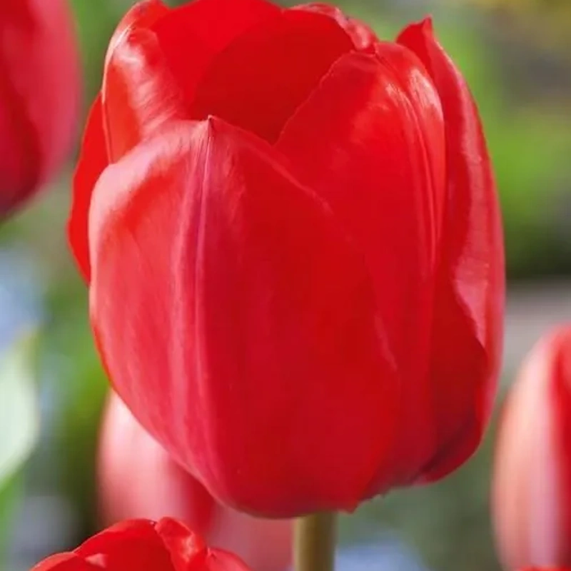 čebulice tulipan darwin hybrid red 10kom