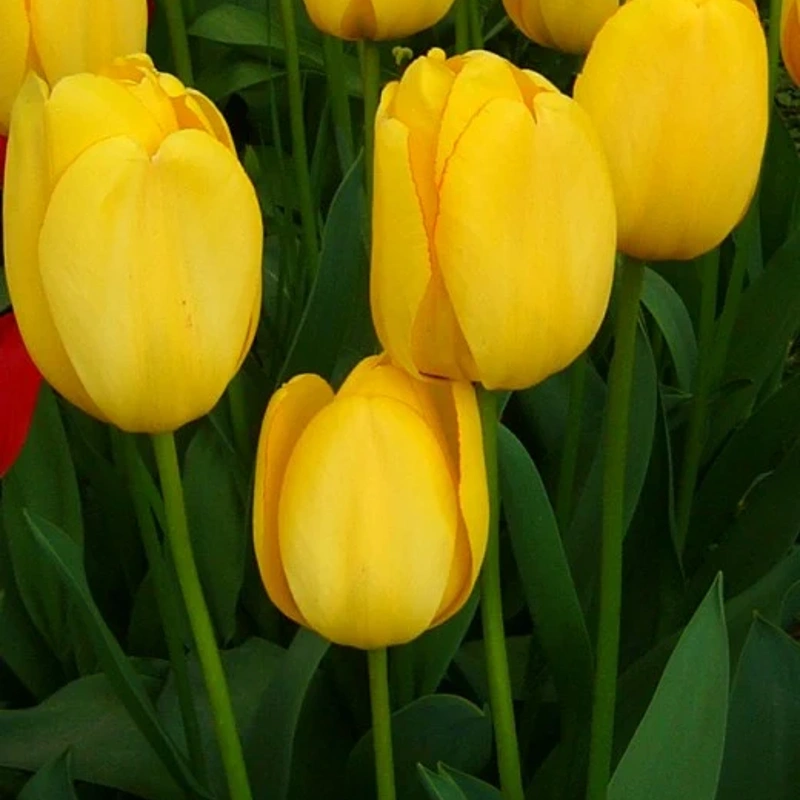 čebulice tulipan darwin yellow 20kom