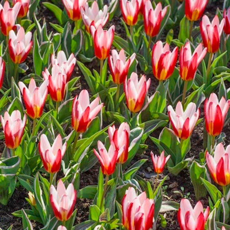 čebulice tulipan hearts delight 10kom