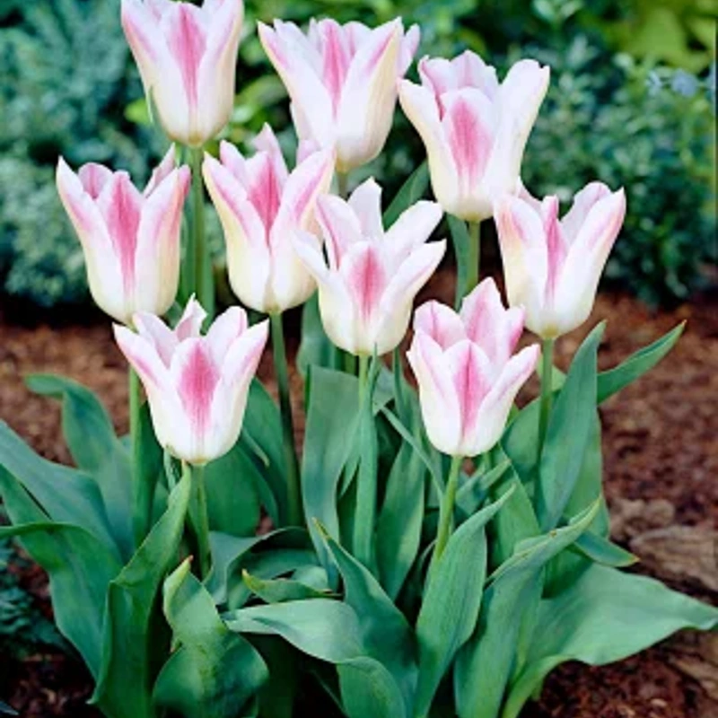 čebulice tulipan holland chic 5kom