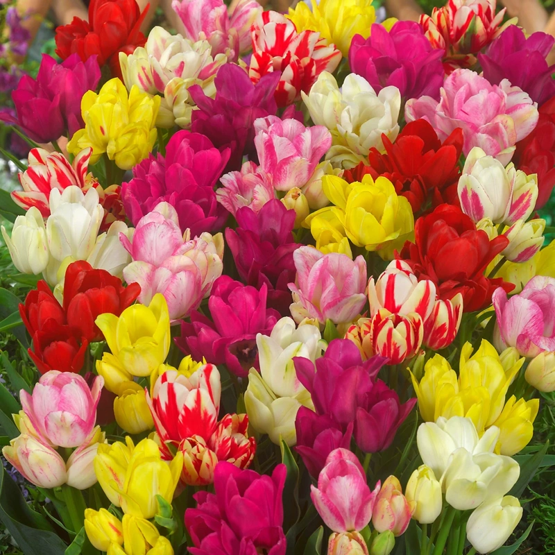 čebulice tulipan multiflowered longstemmed mix 7kom