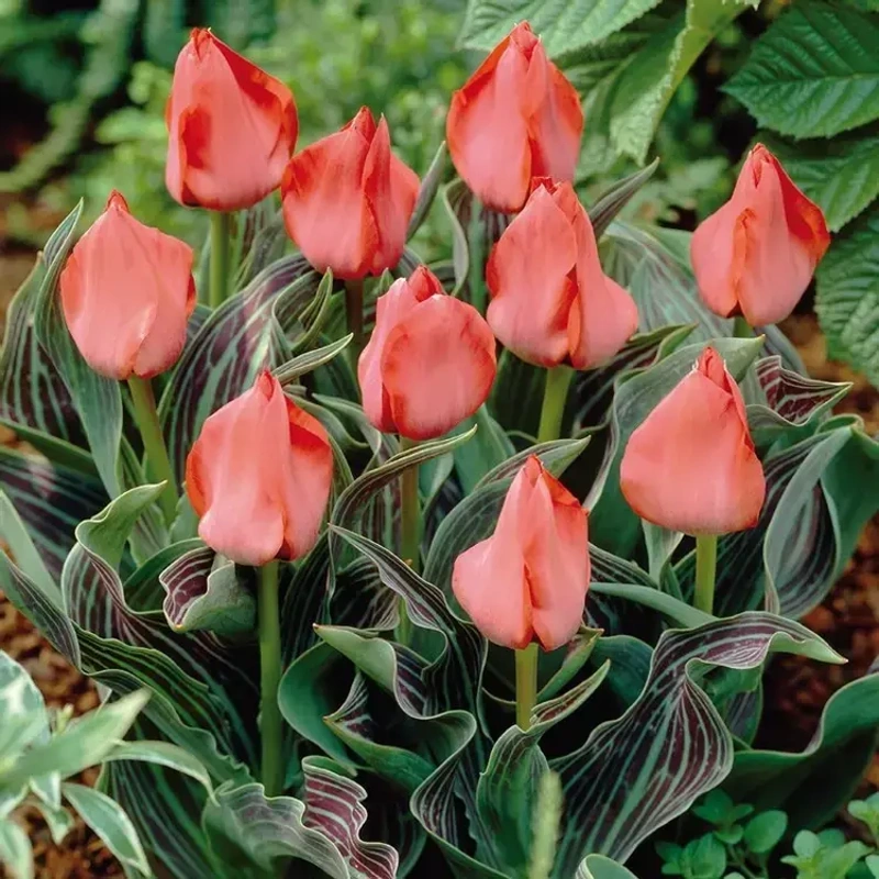 čebulice tulipan oratorio 20kom