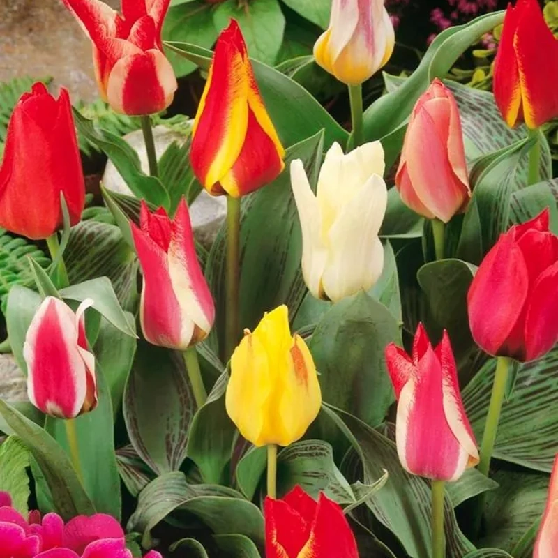 čebulice tulipan peacock mix 20kom