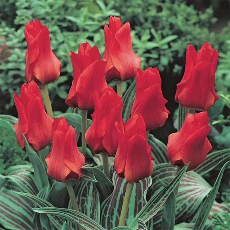 čebulice tulipan red riding hood 20kom