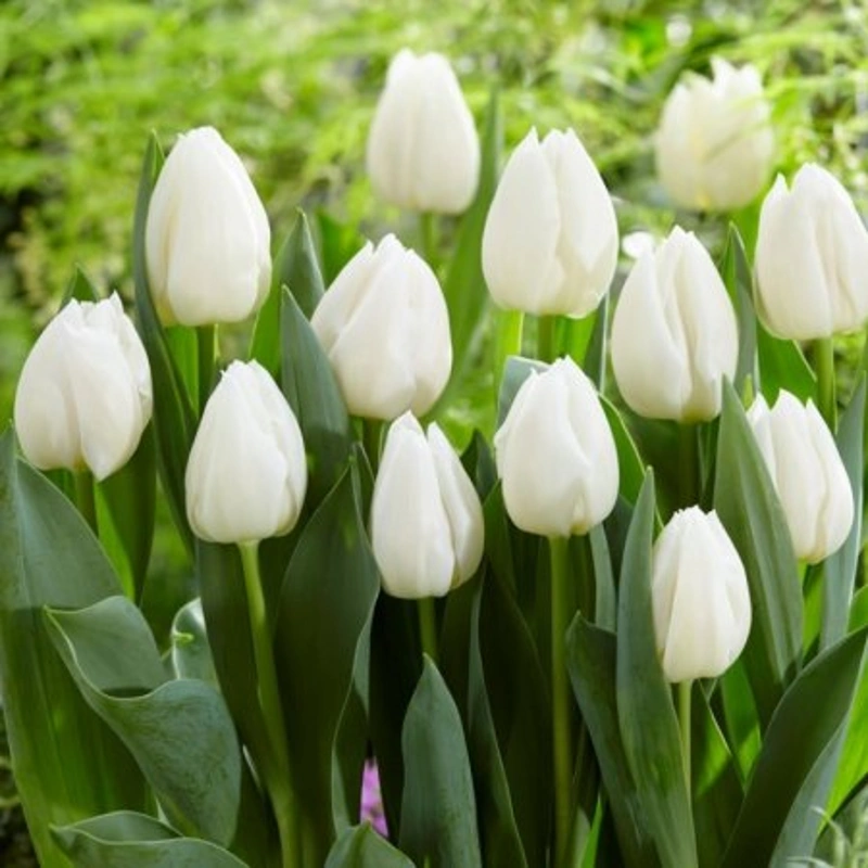 čebulice tulipan white prince 7 kom