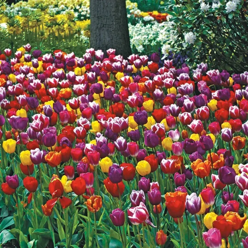 čebulice tulipani longstemmed mix 20kom