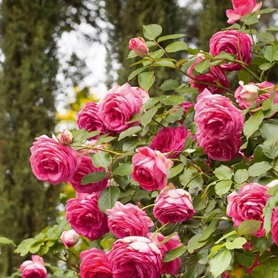 Vrtnica Vzpenjalka Eden Rose LONEC