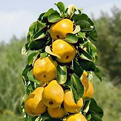 Hruška stebričasta Saphira (balerina) LONEC