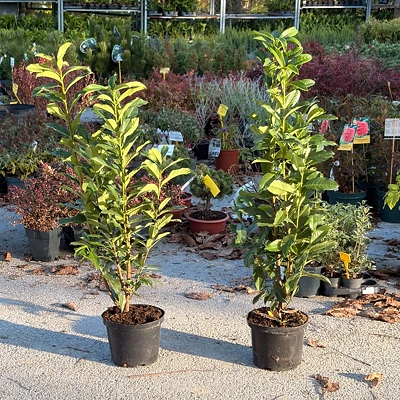 Lovorikovec Prunus L. Genolia 80-100cm LONEC