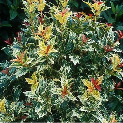 Osmanthus het. Goshiki P9 LONEC