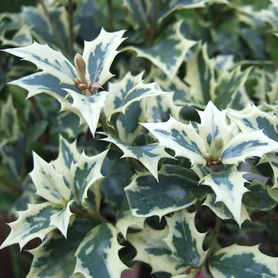Osmanthus Het. Variegata LONEC