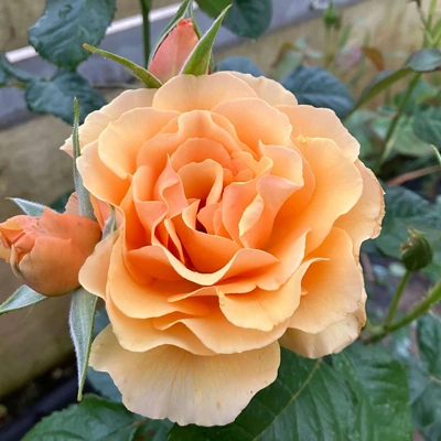Vrtnica Mnogocvetna Amber Queen LONEC