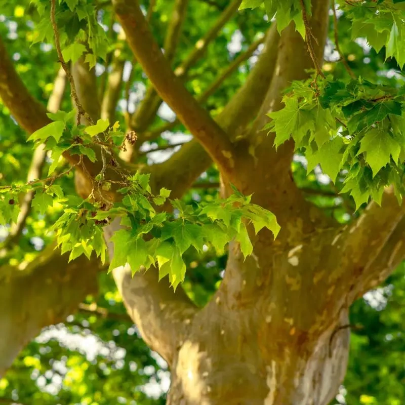 platanus-acerifolia-2150-175cm-lonec