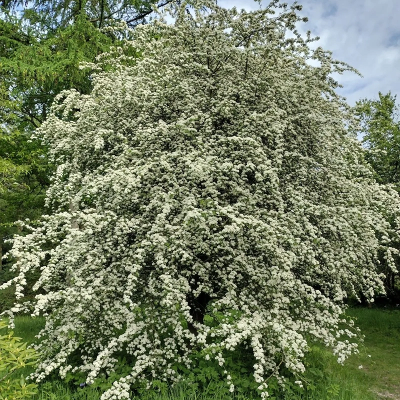 crataegus moogyna