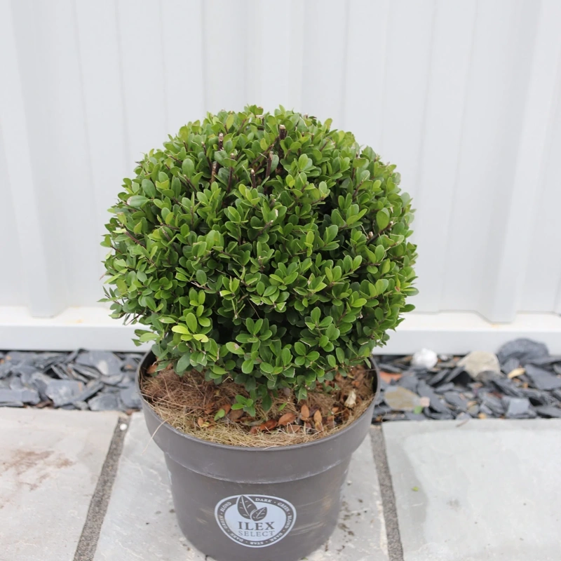 ilex crenata dark green ball 25cm 1 scaled