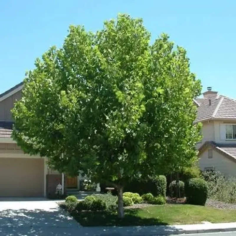platanus acerifolia 150 175cm lonec