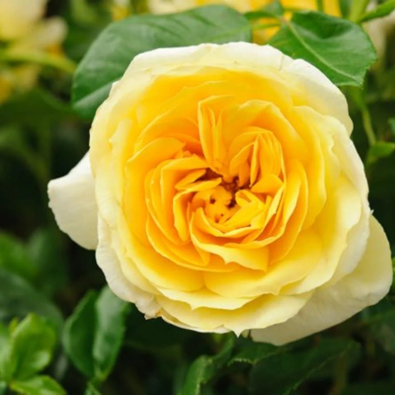 rose igor