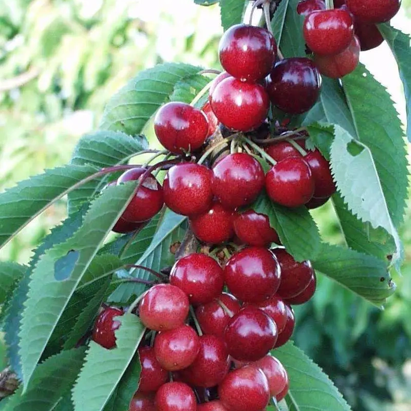 sweetheart cherryjpg