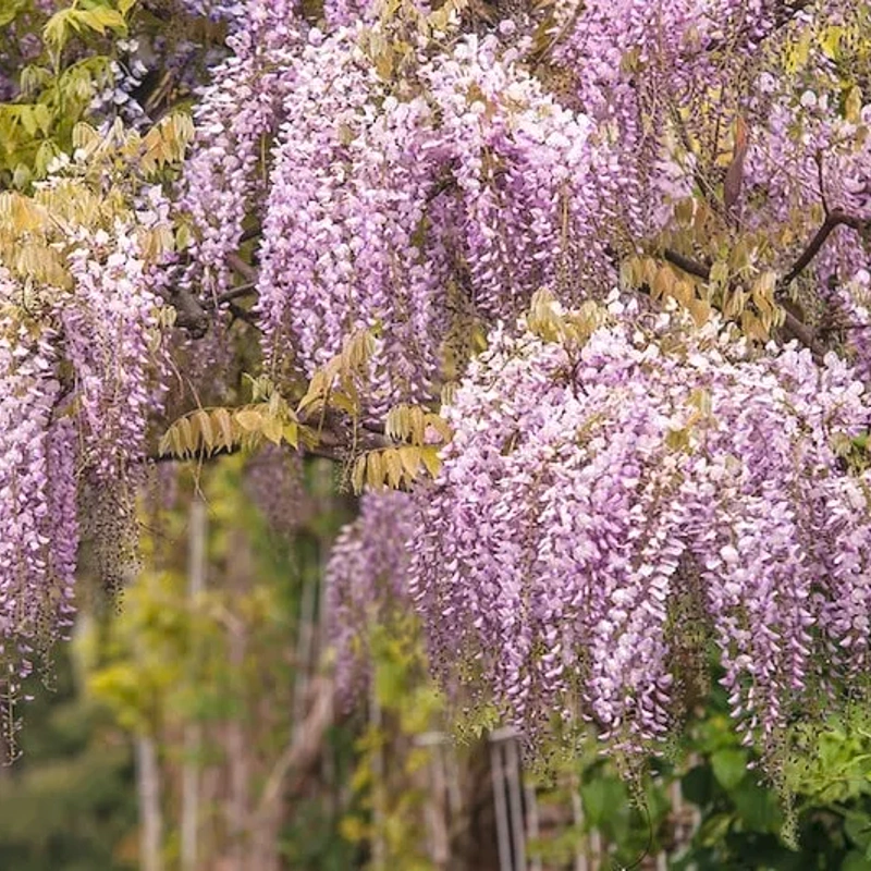 wisteria f. honebeni 80 100cm lonec